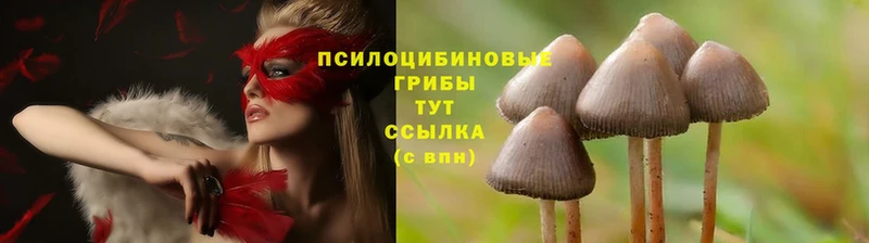 Псилоцибиновые грибы Psilocybe  купить   Гремячинск 